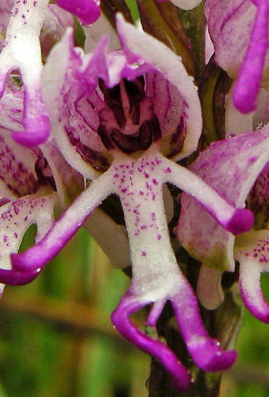 V.M. 18 - anche le Orchis simia c''e l''hanno....ritto!!!!